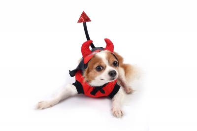 Chihuahua Is Wearing Devil Suit 