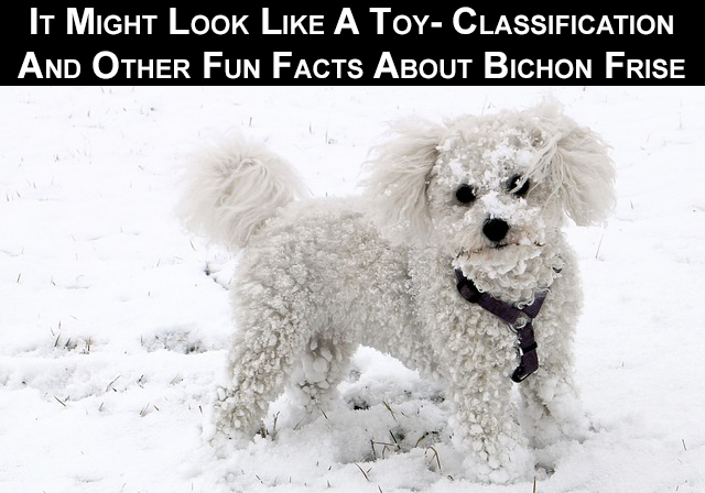 It Might Look Like A Toy Classification And Other Fun Facts About Bichon Frise Dogs