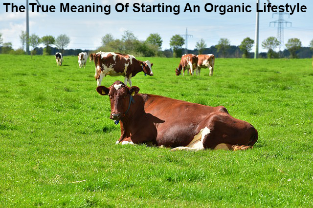 The True Meaning Of Starting An Organic Lifestyle