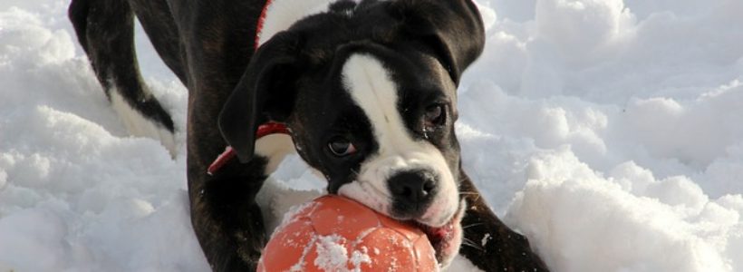 Boxer Puppies And Why You Want One