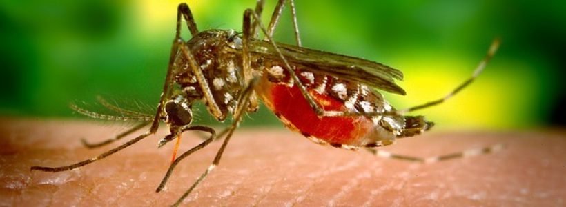 Add Another STD to the List: Men, Women and the Zika Virus