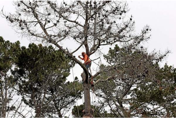 Get Edmonton Arborists to Remove Dead Trees from Your Property