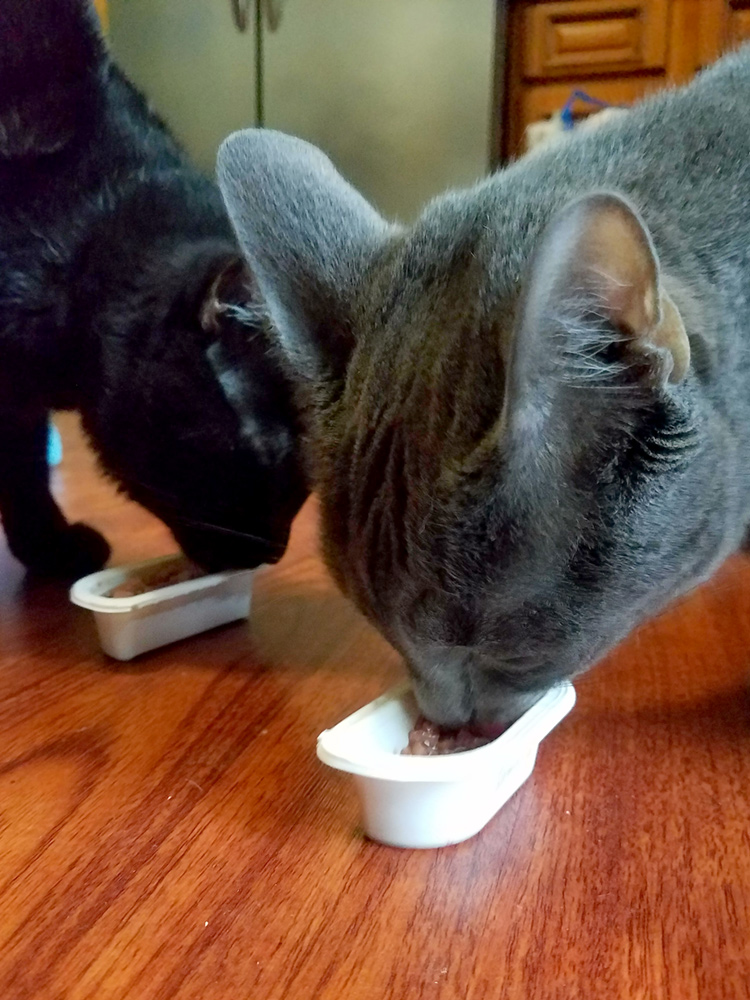 Cats eating SHEBA cat food