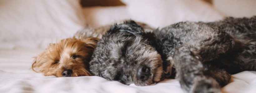 Dogs at Home: Tips and Tricks to Leave Your Energetic Canine Behind for a Time