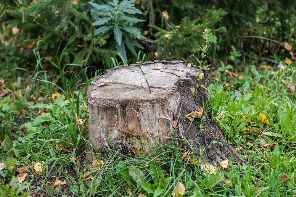 Hire Competent Professionals to Remove Tree Stump from Garden