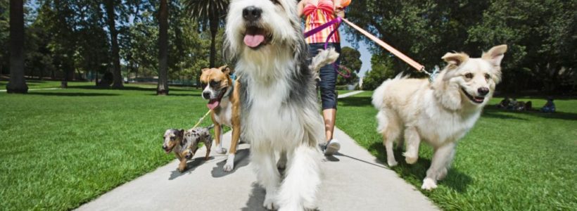 Love Dogs? Start Your Business or Make Extra Money While Playing With Furry Friends!