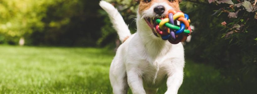 Choosing the Best Daycare Center for Your Dog