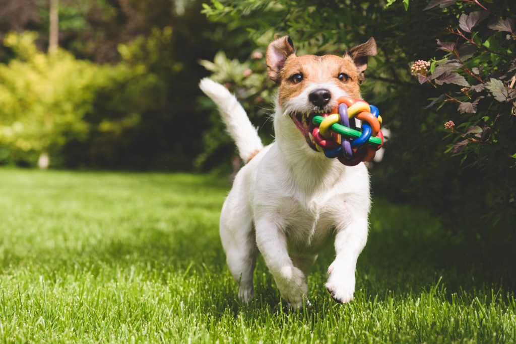 Choosing the Best Daycare Center for Your Dog