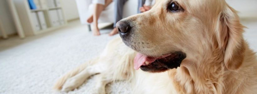 5 Fashionable Ways To Make Your Home Pet Friendly