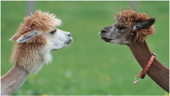 Why Alpaca Sweaters are Hot for Fall Fashion and Better than Cashmere 