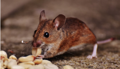 Rats Don’t Make Ratatouille: 4 Tactics to Keep Pests out of Your Home