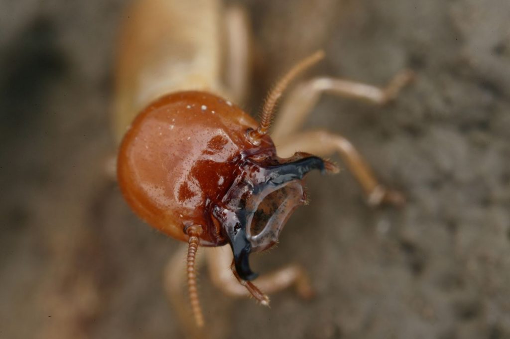 Termite Control: 4 Techniques to Keep Your Home Clear and Clean