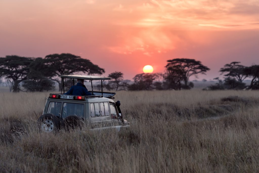 Super Safari: Finding Your Wild Side
