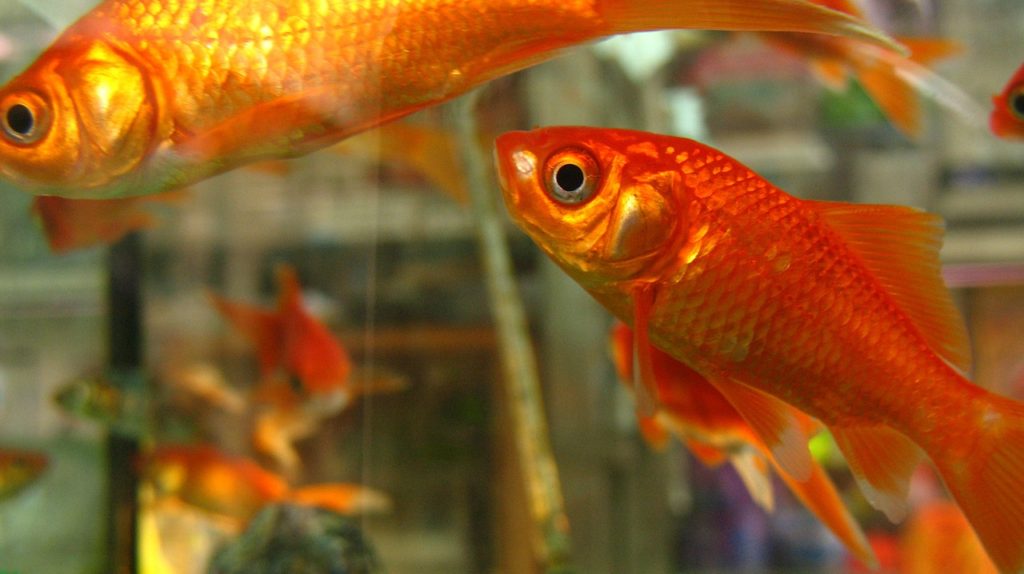 Why Fish are the Perfect Pets