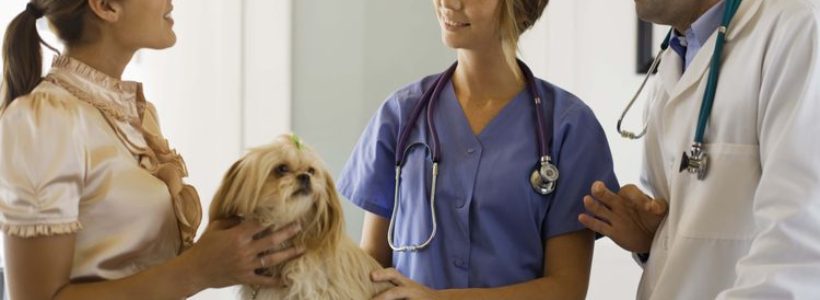 How to become a professional veterinarian with practice license?