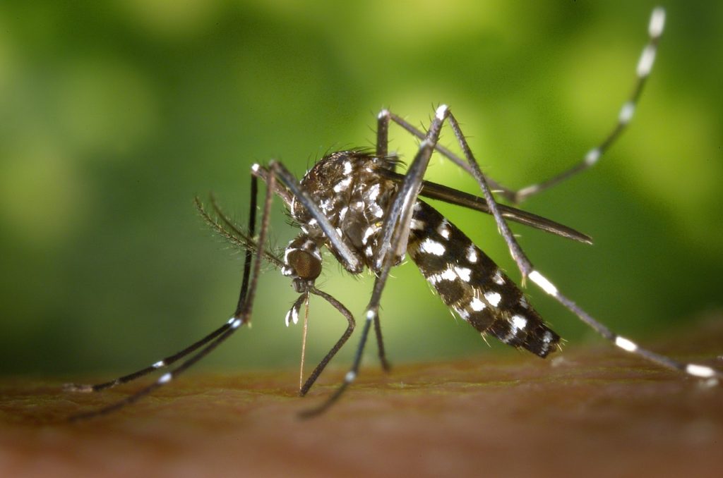 Preventative measures that can keep you safe against malaria
